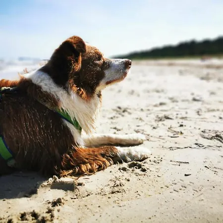 Renken 트라센하이드