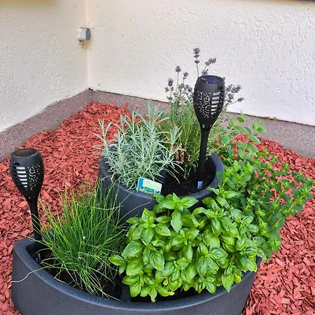 Renken * Trassenheide