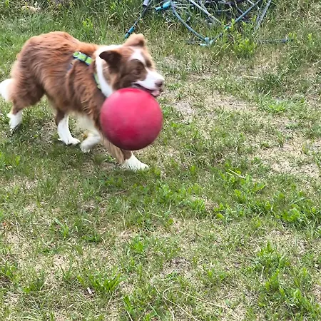 Nyaraló Renken Trassenheide